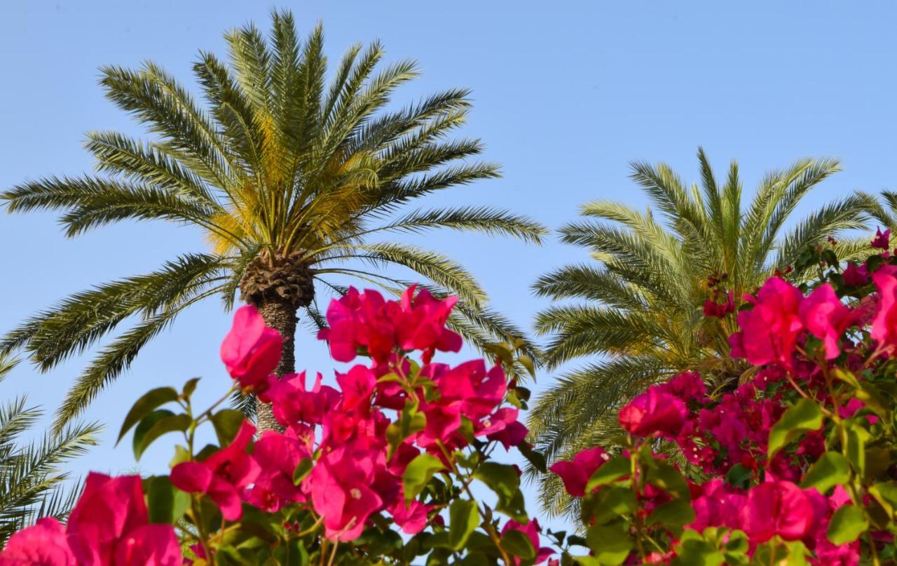 Golden Palms Guest House & Cafe ファマグスタ エクステリア 写真